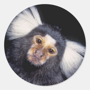 Sticker Rond Monkey marmoset