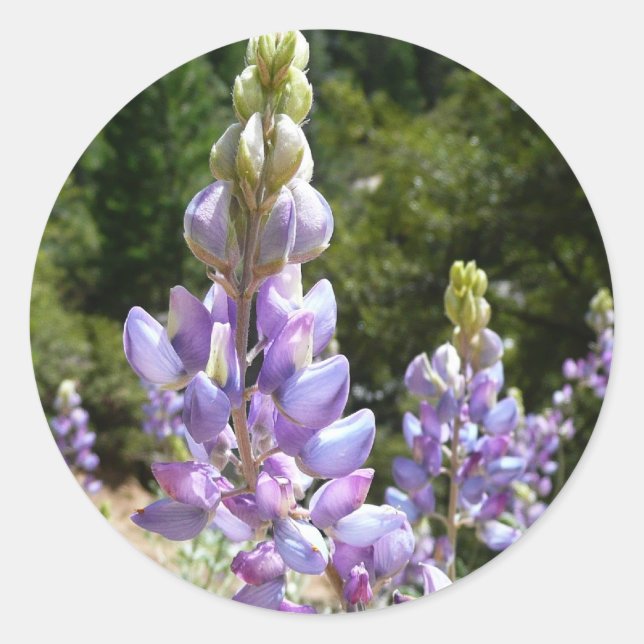 Sticker Rond Mont Lupins (Devant)