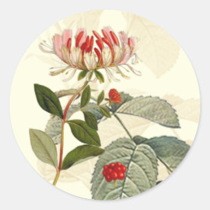 Sticker Rond Montage vintage Botanique Honeysucké