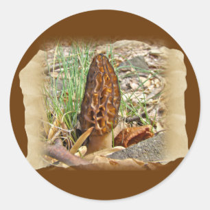 Sticker Rond Morel Mushroom