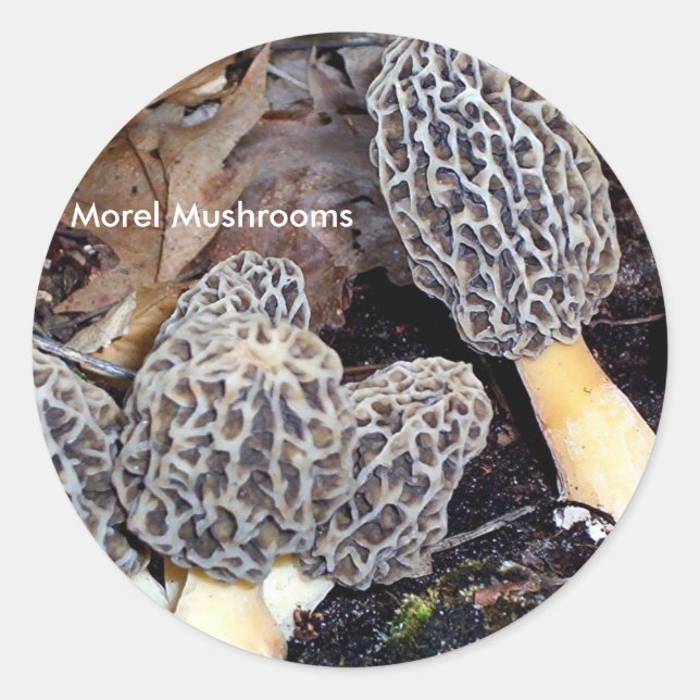 Sticker Rond Morels Gris, Champignons Morel (Devant)