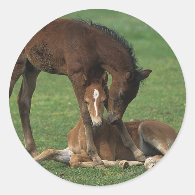 Sticker Rond Morgan Foals joue (Devant)