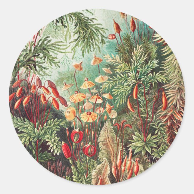 Sticker Rond Mosses, Muscinae Laubmoose par Ernst Haeckel (Devant)