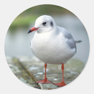 Sticker Rond Mouette