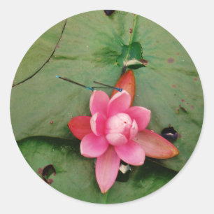 Sticker Rond Mouettes bleues sur une fleur de lotus rose