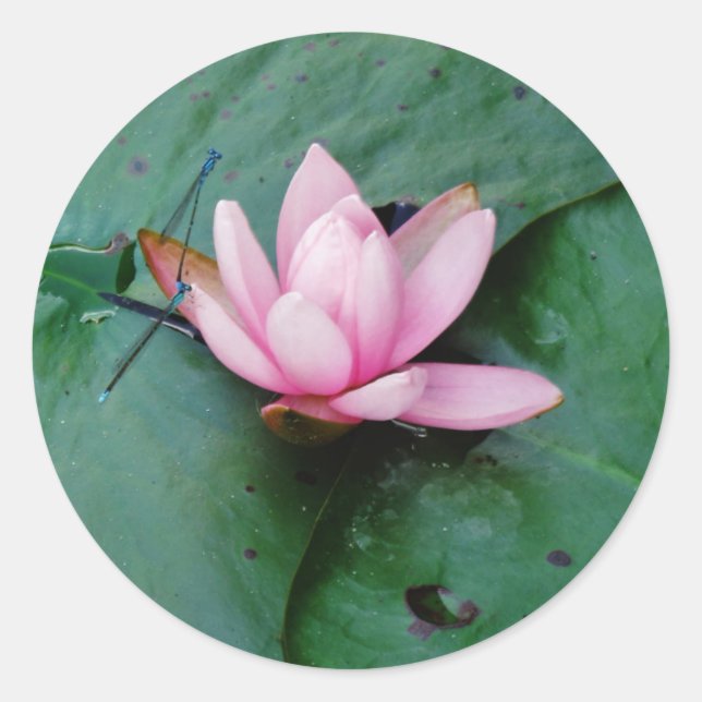 Sticker Rond Mouettes bleues sur une fleur de lotus rose (Devant)