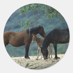 Sticker Rond Moustang sauvage Mare & Foie