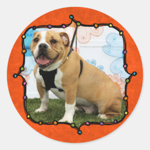 Sticker Rond Mylo - Bulldog anglais
