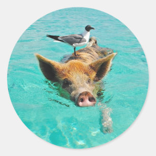 Sticker Rond Natation mignonne de porc dans l'eau
