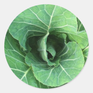 Sticker Rond Nature Cabbage vert
