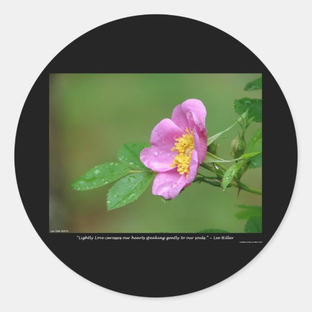 Sticker Rond Nature De L'Amour Rose Sauvage Tempête De Printemp (Devant)