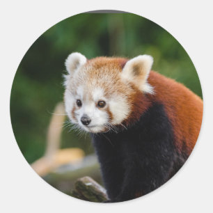 Sticker Rond Nature du Panda roux