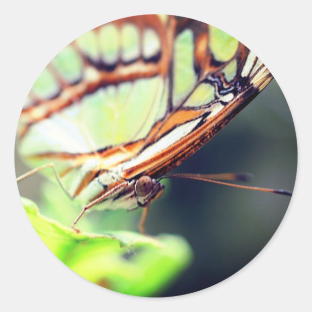 Sticker Rond Nature du visage papillon (Devant)