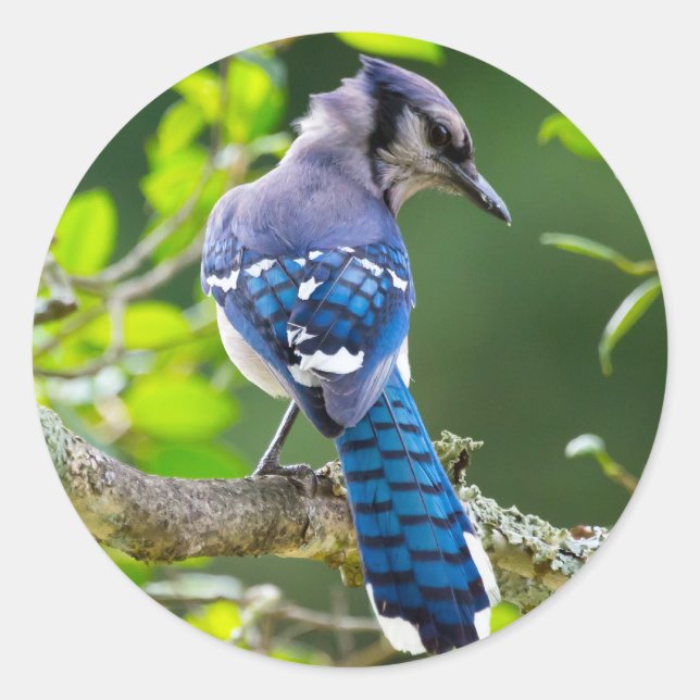 Sticker Rond Nature Photographie Shy Blue Jay Vêtements Cadeaux (Devant)