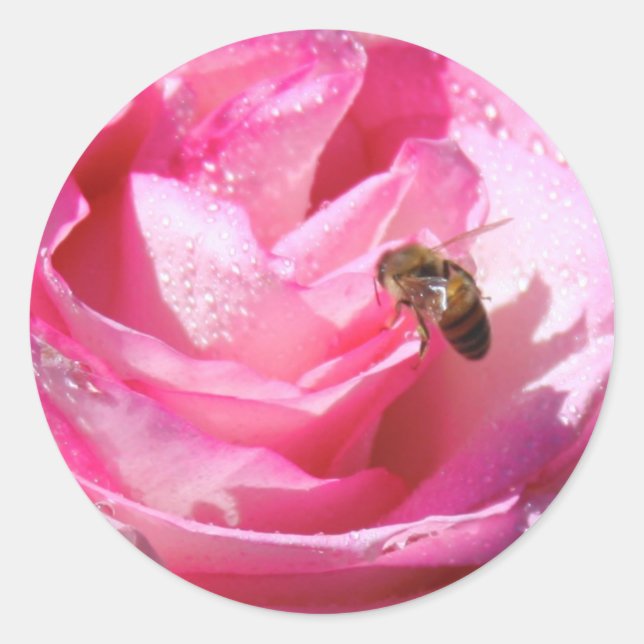 Sticker Rond Nectar sucré après une légère pluie douche, abeill (Devant)