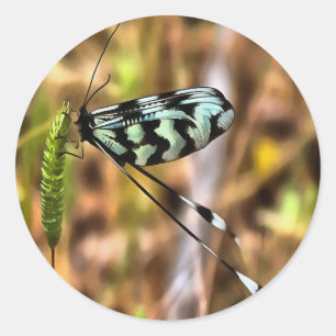 Sticker Rond Nemoptera bipennis L'art des insectes à ailes cuil