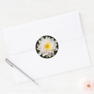 Sticker Rond Nénuphar Blanc Flottant Lotus