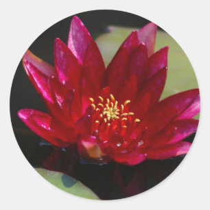 Sticker Rond Nénuphar Magenta Lotus
