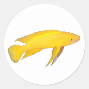 Sticker Rond Neolamprologus leleupi