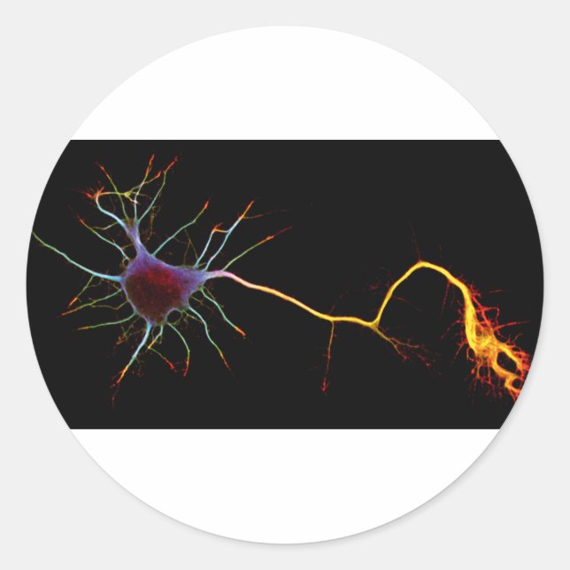 Sticker Rond Neuroscience, neuron, science (Devant)