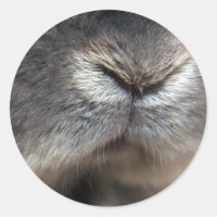Nez de lapin