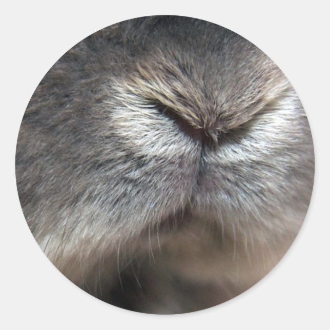 Sticker Rond Nez de lapin (Devant)