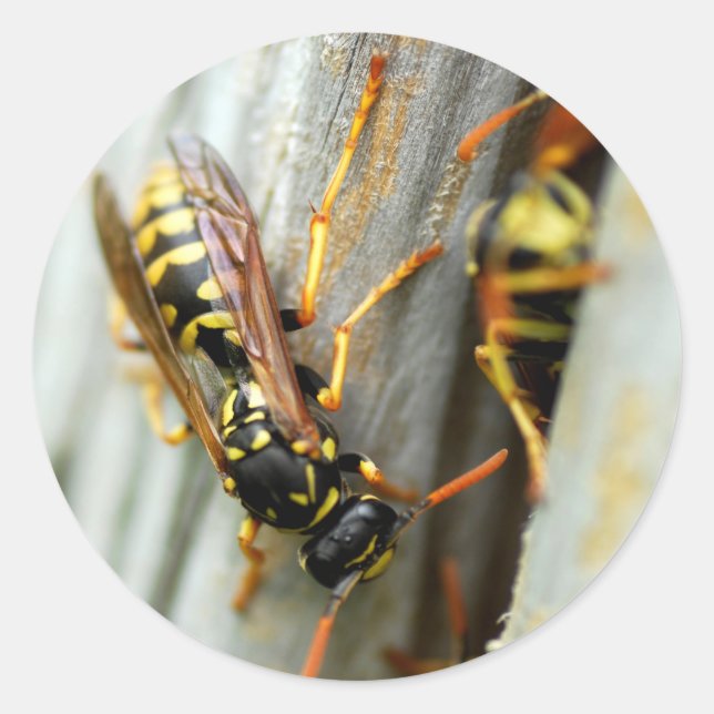 Sticker Rond Nid de guêpes (Devant)
