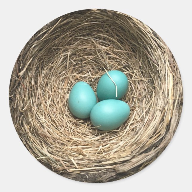 Sticker Rond Nid d'oiseaux avec Oeufs Bleus (Devant)