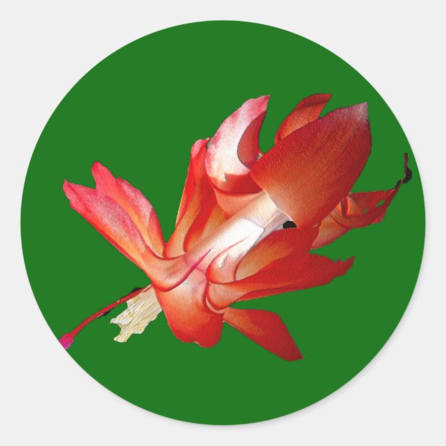 Sticker Rond Noël Cactus Joyeux Noël (Devant)