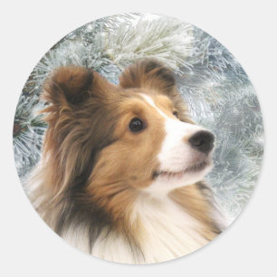 Sticker Rond Noël de Sheltie de sable