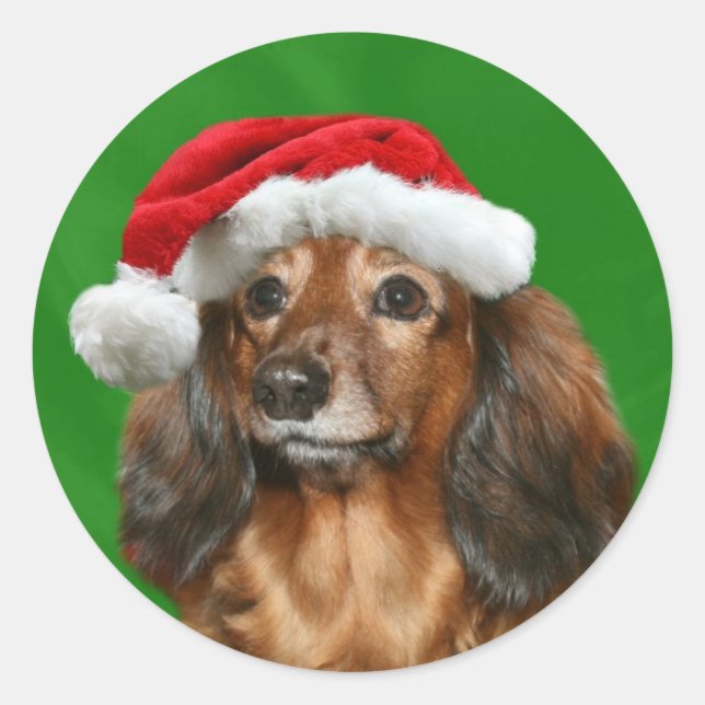 Sticker Rond Noël de teckel (Devant)