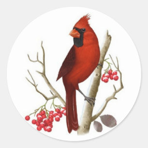 Sticker Rond Noël du cardinal rouge