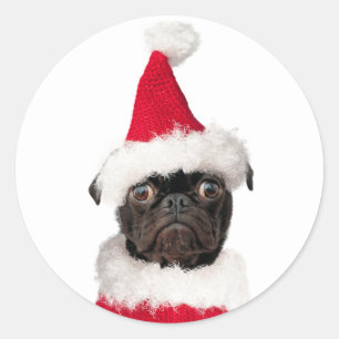 Sticker Rond Noël Festif mignon Carlin noir Chiot Père Noël