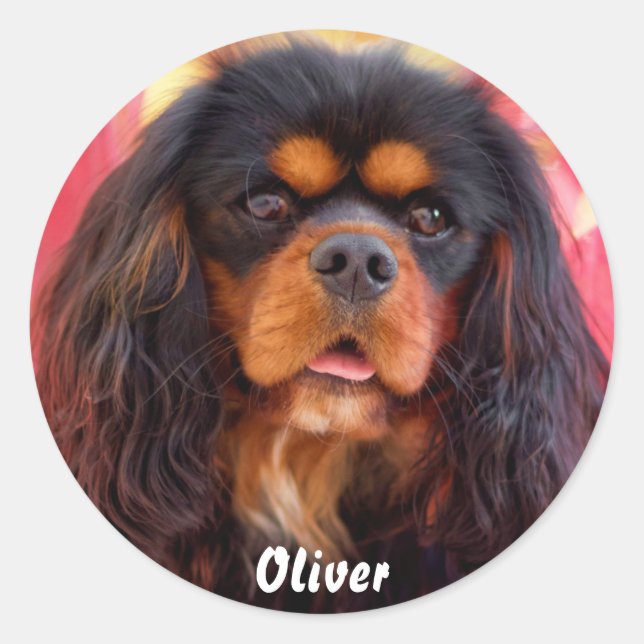 Sticker Rond Noir et Tan Cavalier King Charles Spaniel Chien (Devant)