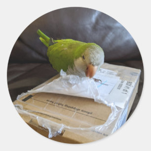 Sticker Rond Norbert le Parrot aime ouvrir des paquets