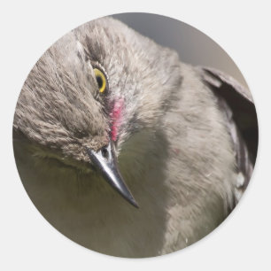 Sticker Rond Northern Mockingbird prend un Bow Appareils & cade