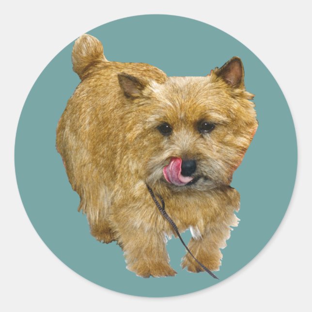 Sticker Rond Norwich Terrier (Devant)