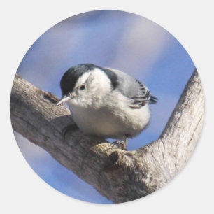 Sticker Rond Nuthatch à poitrine blanche