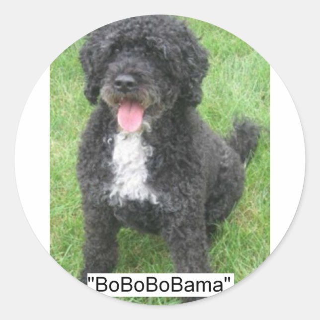 Sticker Rond Obama Pet Portugais Water dog (Devant)