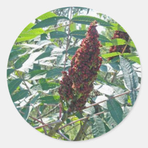 Sticker Rond Objets correspondants aux baies de Sumac lisse