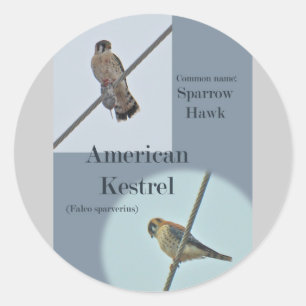 Sticker Rond Objets de Kestrel Américain (Falco sparverius)