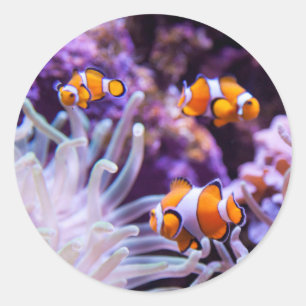 Sticker Rond Ocellaris clownfish   Amphiprion ocellaris