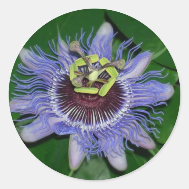 Sticker Rond Ocoee flower Passiflora caerulea Fleur de passion (Devant)