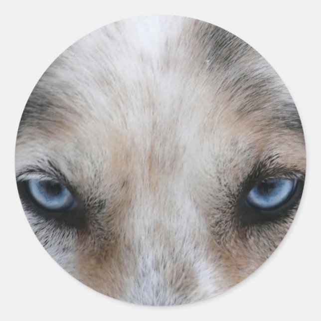 Sticker Rond Oeil bleu Husky (Devant)