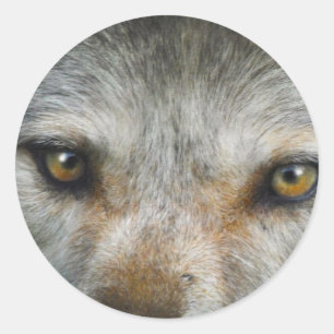 Sticker Rond Oeil de loup gris étoile Art de la faune