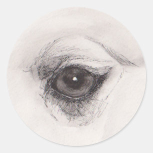 Sticker Rond Œil du chameau – Collection Regards