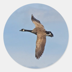 Sticker Rond Oie en vol