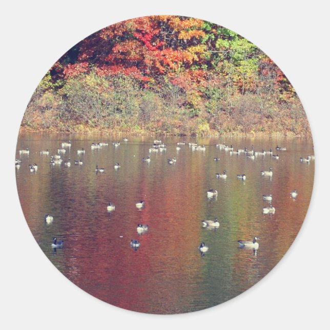 Sticker Rond Oies Du Canada Dans La Nature Automne  (Devant)