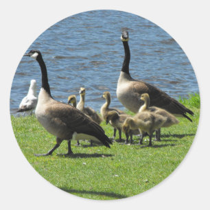 Sticker Rond Oies du Canada sur l'herbe par l'autocollant d'eau
