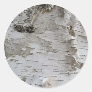 Sticker Rond Oiseau d'arbre de bouleau Peelé Vieux art photo
